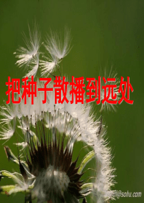四年级科学下册 2 新的生命 4《把种子散播到远处》课件2 教科版