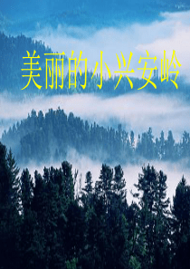 三年级语文上册 第五单元 19《美丽的小兴安岭》课件 鲁教版