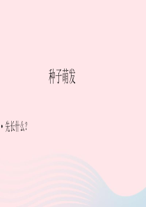 三年级科学下册 植物的生长变化 3 我们先看到了根课件3 教科版