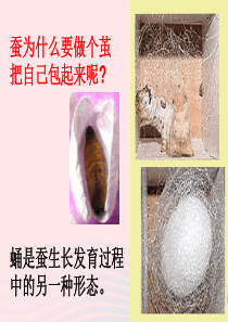 三年级科学下册 动物的生命周期 3《蚕变了新模样》课件2 教科版