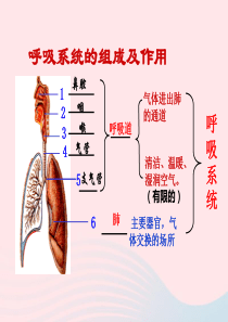 七年级生物下册 4.3.2  发生在肺内的气体交换课件2 （新版）新人教版