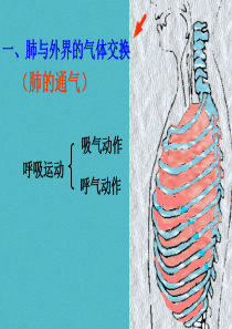 内蒙古鄂尔多斯市达拉特旗七年级生物下册 4.3.2发生在肺内的气体交换（第2课时）课件 （新版）新人