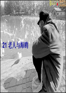 六年级语文上册 第七组 21老人与海鸥课堂教学课件3 新人教版