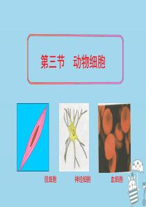 辽宁省凌海市2018年七年级生物上册 2.1.3动物细胞课件 （新版）新人教版