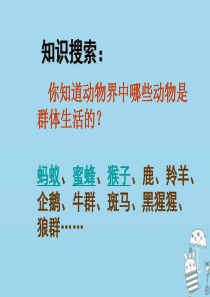 辽宁省凌海市2018年八年级生物上册 5.2.3社会行为课件 （新版）新人教版