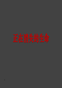 黑弧-杭州市十里银湖项目楼书--随风而来-128PPT