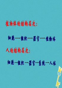 江苏省如皋市七年级生物下册 9.3单细胞的生物体课件 （新版）苏科版