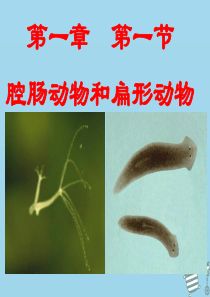 吉林省通化市八年级生物上册 5.1.1腔肠动物和扁形动物课件 （新版）新人教版