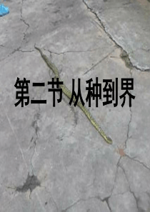 湖南省桑植县八年级生物上册 6.1.2从种到界课件 （新版）新人教版