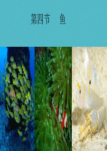 吉林省前郭尔罗斯蒙古族自治县八年级生物上册 5.1.4 鱼课件 （新版）新人教版