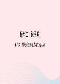 2019中考生物总复习 第二部分 重点题型探究 题型二 识图题 第九类 神经课件
