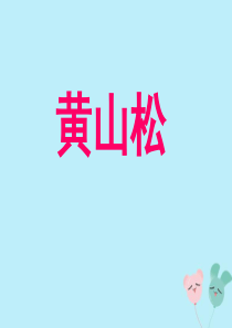 2019秋六年级语文上册 第八单元 岁寒三友 39 黄山松教学课件 北师大版