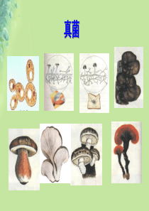 2018年七年级生物上册 2.3.3《真菌》课件 （新版）济南版