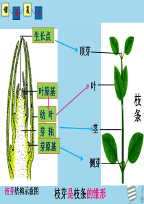 2018年八年级生物上册 4.1.7《植物的营养生殖》课件2 （新版）济南版