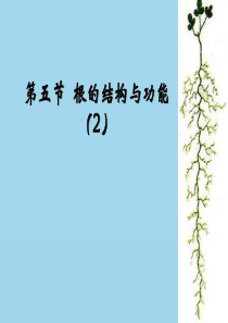 2018年八年级生物上册 4.1.5《根的结构与功能》课件3 （新版）济南版