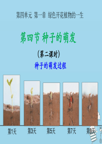 2018年八年级生物上册 4.1.4《种子的萌发》课件3 （新版）济南版