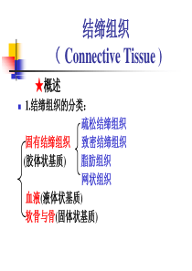 2_结缔组织