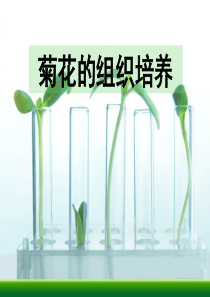 3-2菊花的组织培养