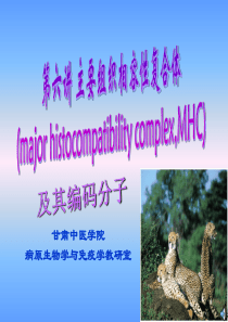 B4主要组织相容性复合体