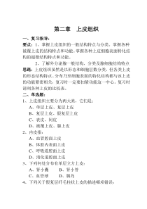上皮组织