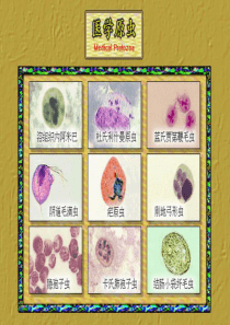 人体寄生虫原虫概述、溶组织阿米巴