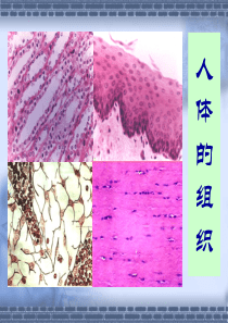 人体的组织图