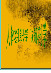 人体组织解剖学