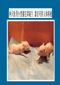 免疫学组织相容性复合体(MHC)