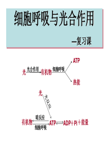 光合作用和呼吸作用复习课