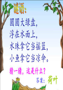 一年级下册《荷叶圆圆》PPT(完整版)