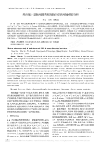 热应激小鼠脑电图表现及脑组织的电镜观察分析