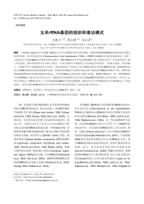 玉米rRNA基因的组织和表达模式
