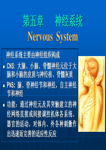神经系统主要由神经组织构成