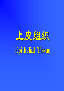 第一章上皮组织与结缔组织