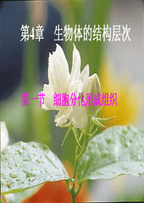 细胞分化形成组织