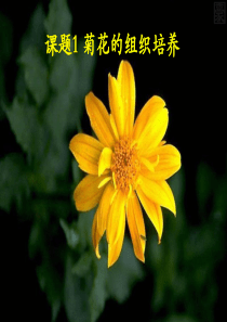 菊花的组织培养