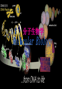 分子生物学第三讲
