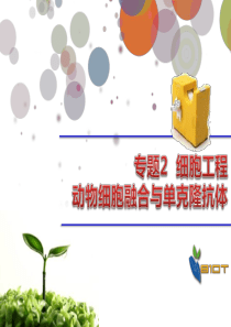 动物细胞融合与单克隆抗体