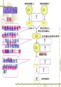 动物细胞融合与单克隆抗体04427