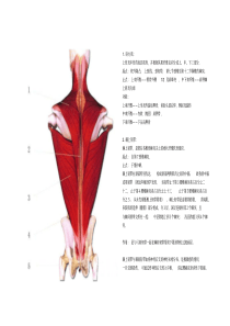 全身肌肉图解汇总