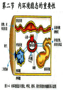 内环境稳态的重要性-副本