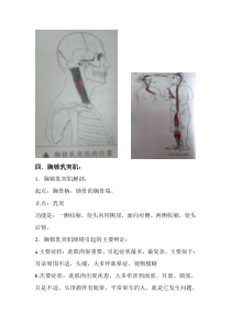 前额疼痛--胸锁乳突肌肉