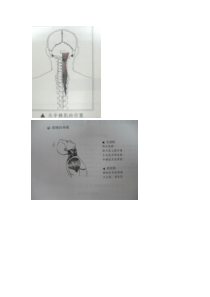 头后疼痛--e头半棘肌