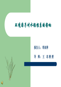 环境因子对水稻根系的影响