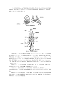 （八）神经系统陆地上的环境条件远较水中的复杂