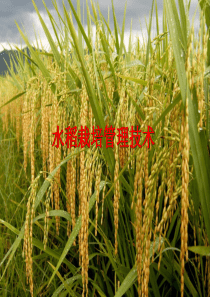 水稻栽培管理技术培训(精简)